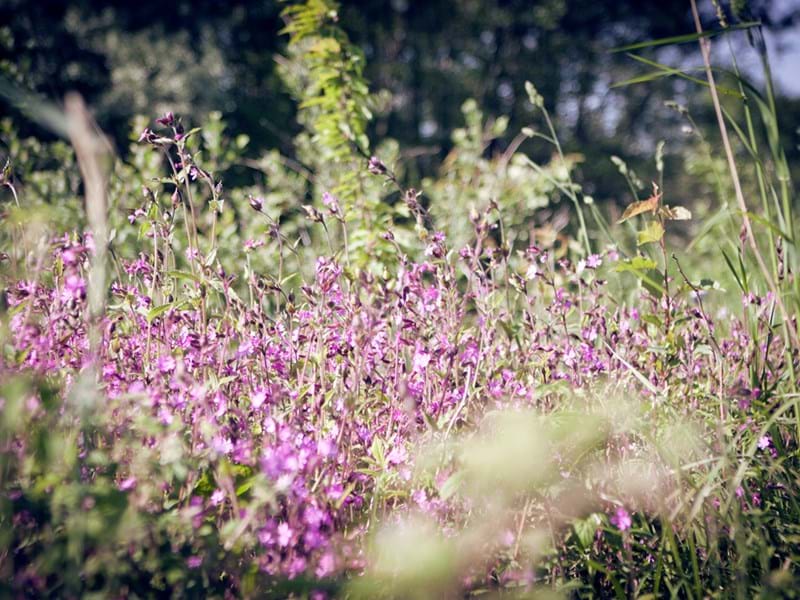 Blommor vid Häggån