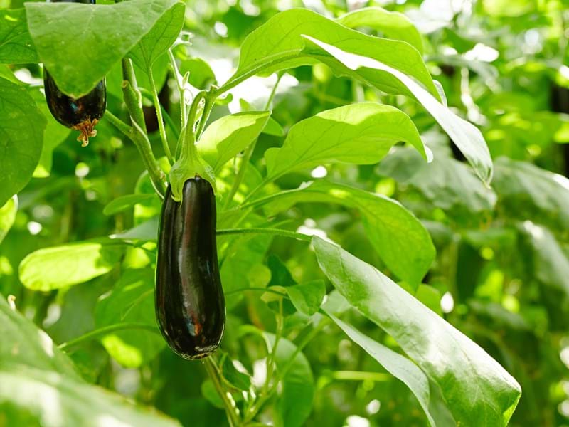 Баклажан Климат Экран Отзыв