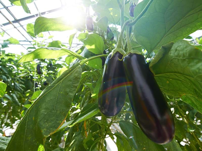 Eggplant Climate Screen Testimonial