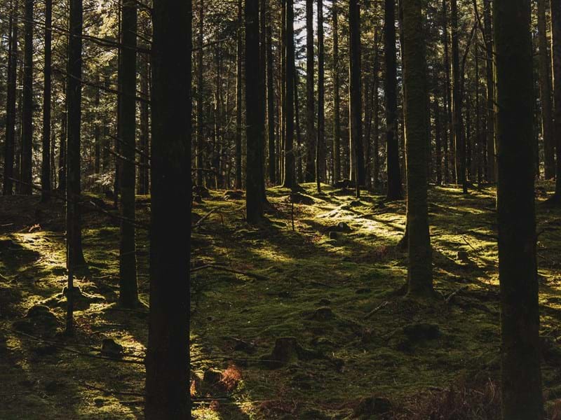 Svensson helps reduce the effects of climate change.