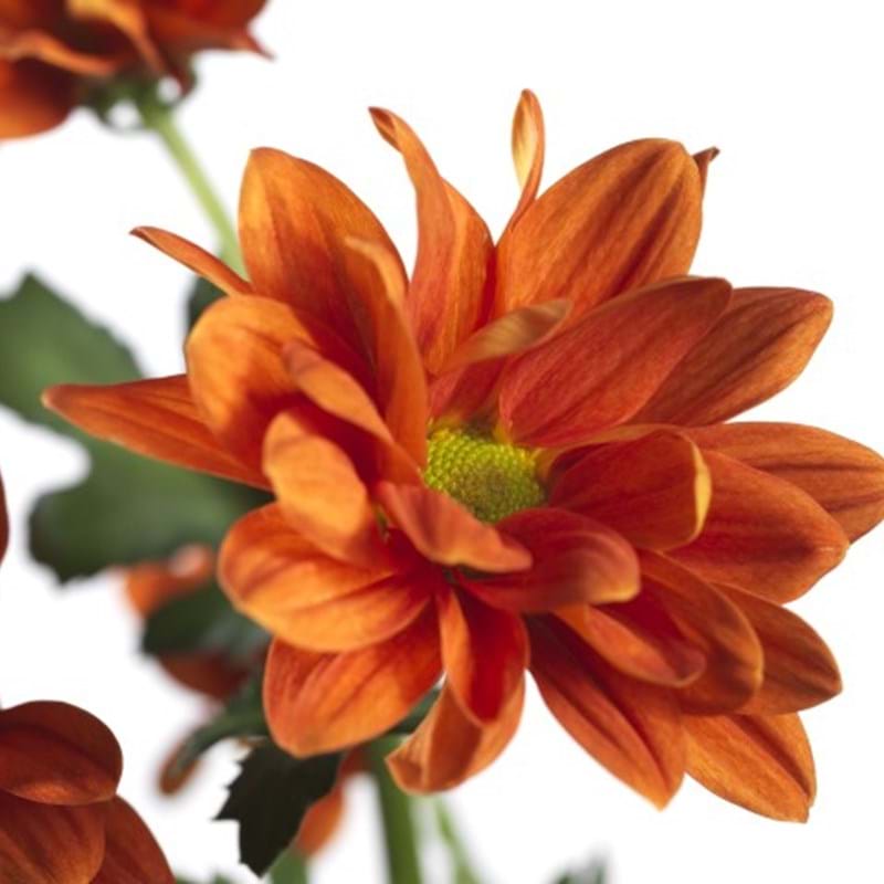 oranje chrysant