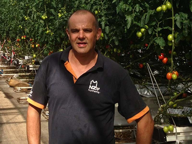 Tomatoes in greenhouse