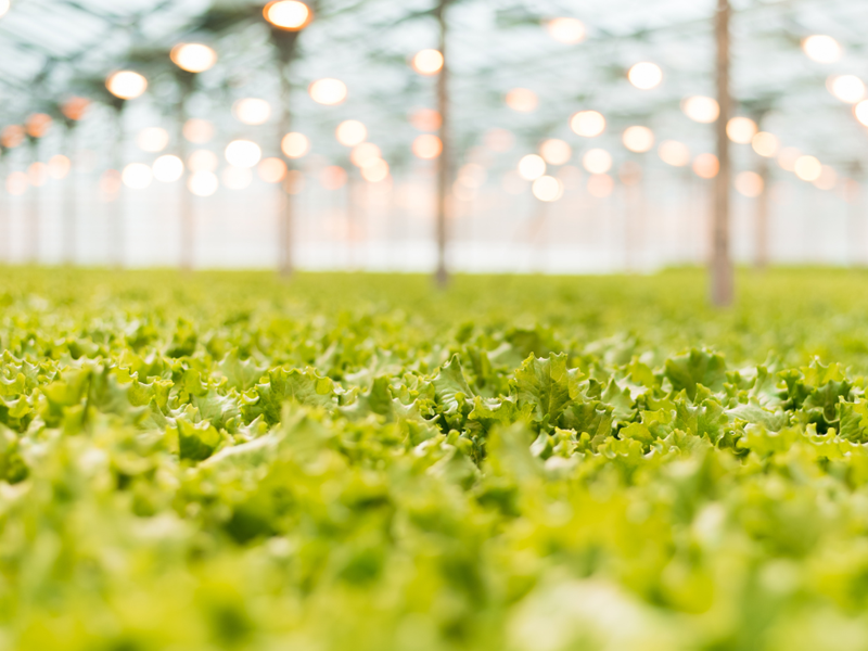 In a controlled environment leafy greens can be grown with less inputs